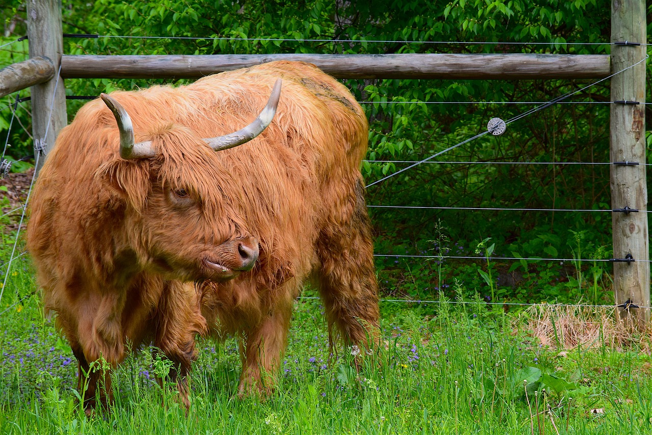 Image - bull angus red orange horns farm