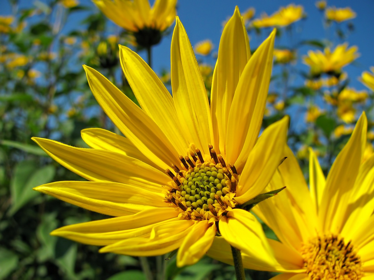 Image - sunflower flower yellow blossom