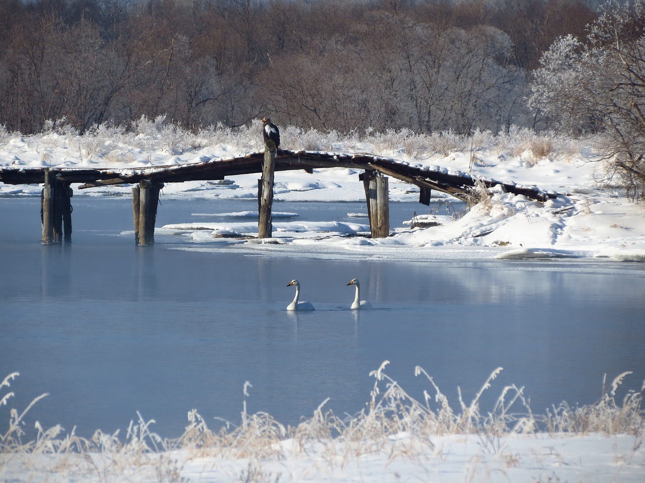 Image - steller s sea eagle the wild swans