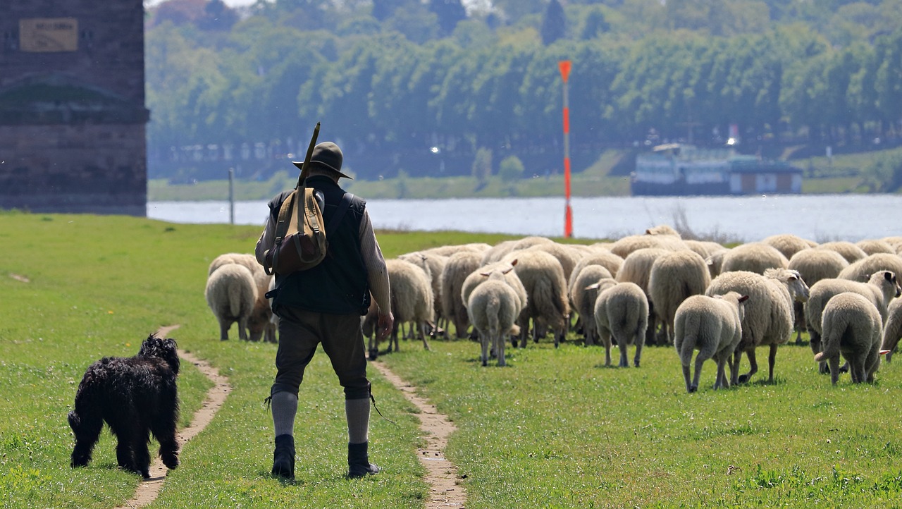 Image - sheep dog schäfer animals