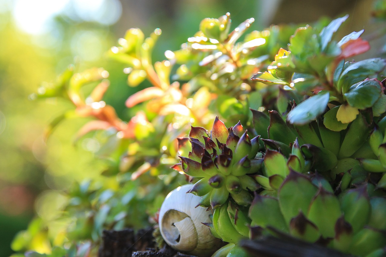 Image - plant ornamental plants stonecrop