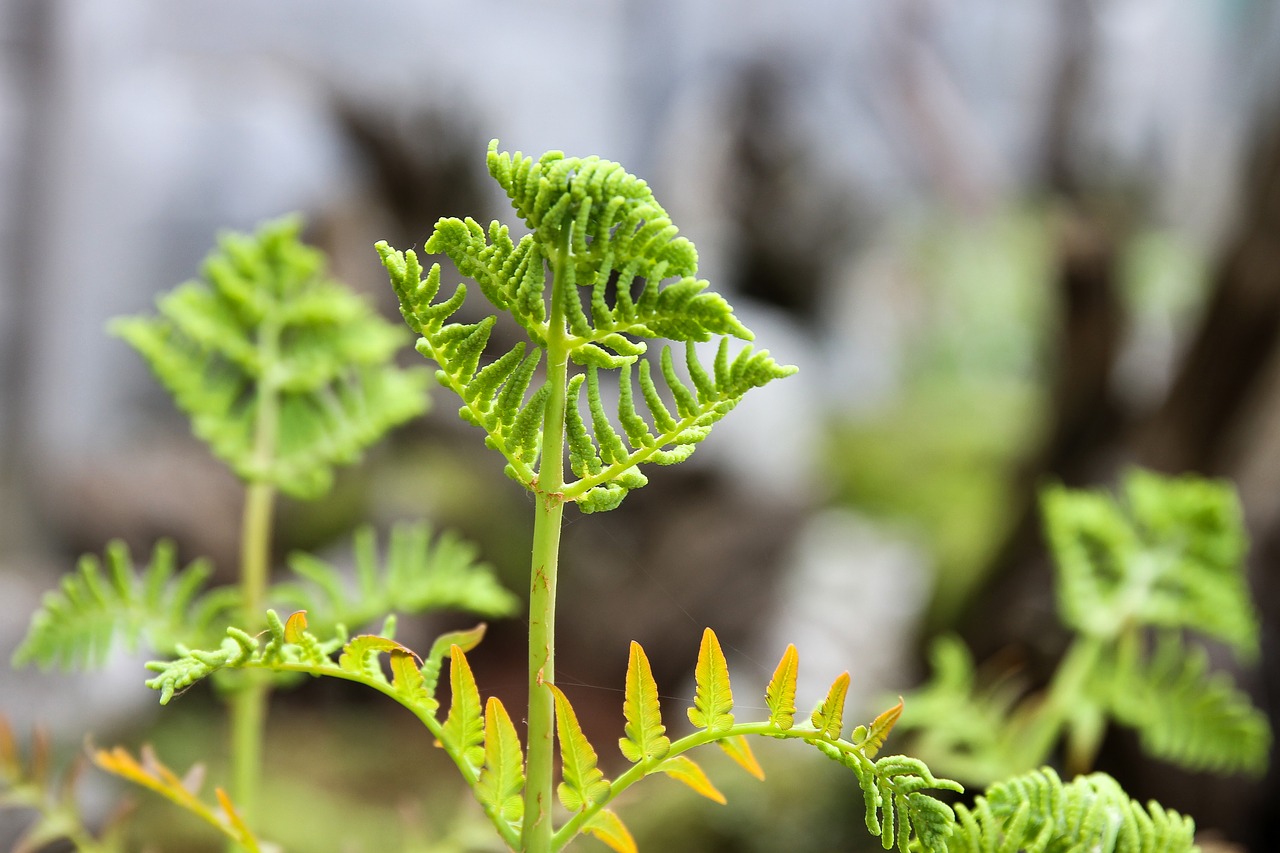 Image - fern fern drive plant garden green