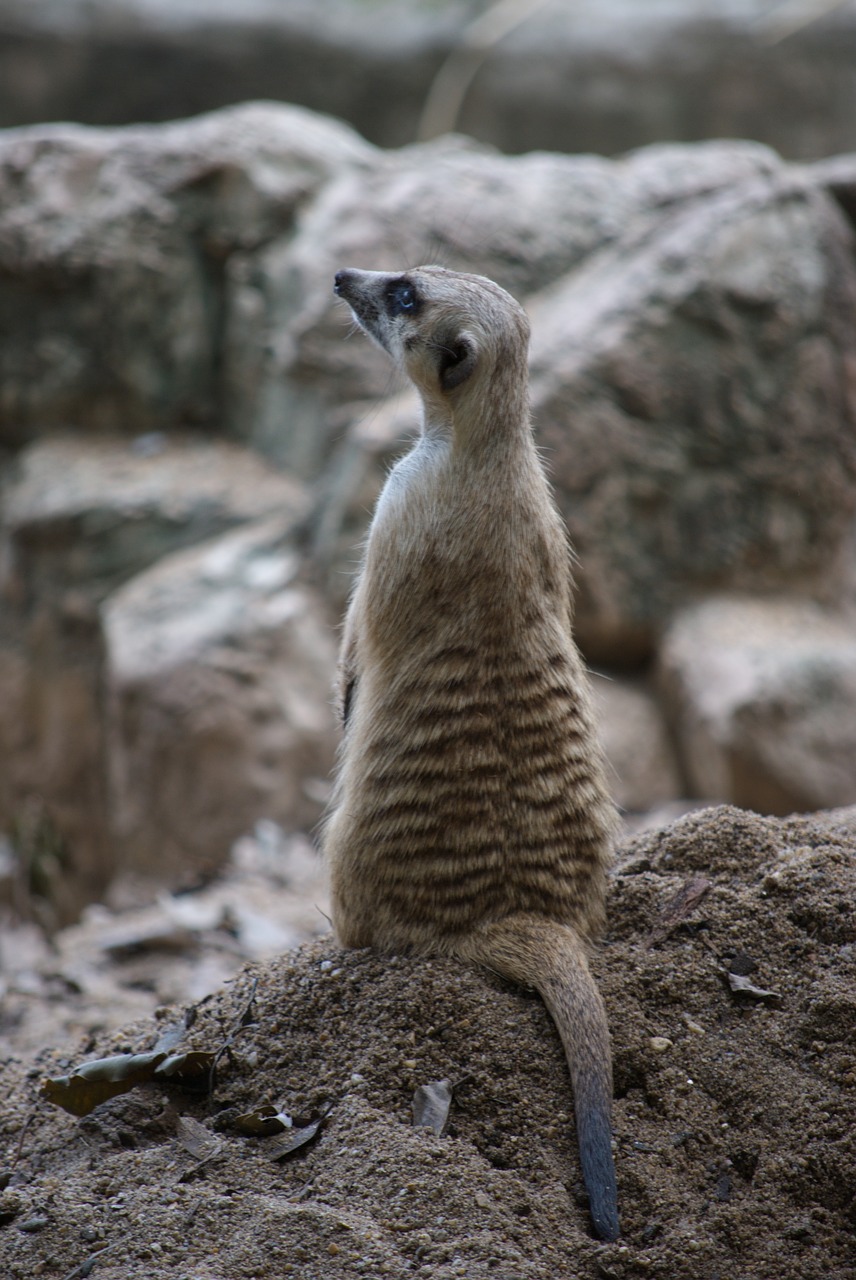 Image - zoo meerkat cute animals pa life