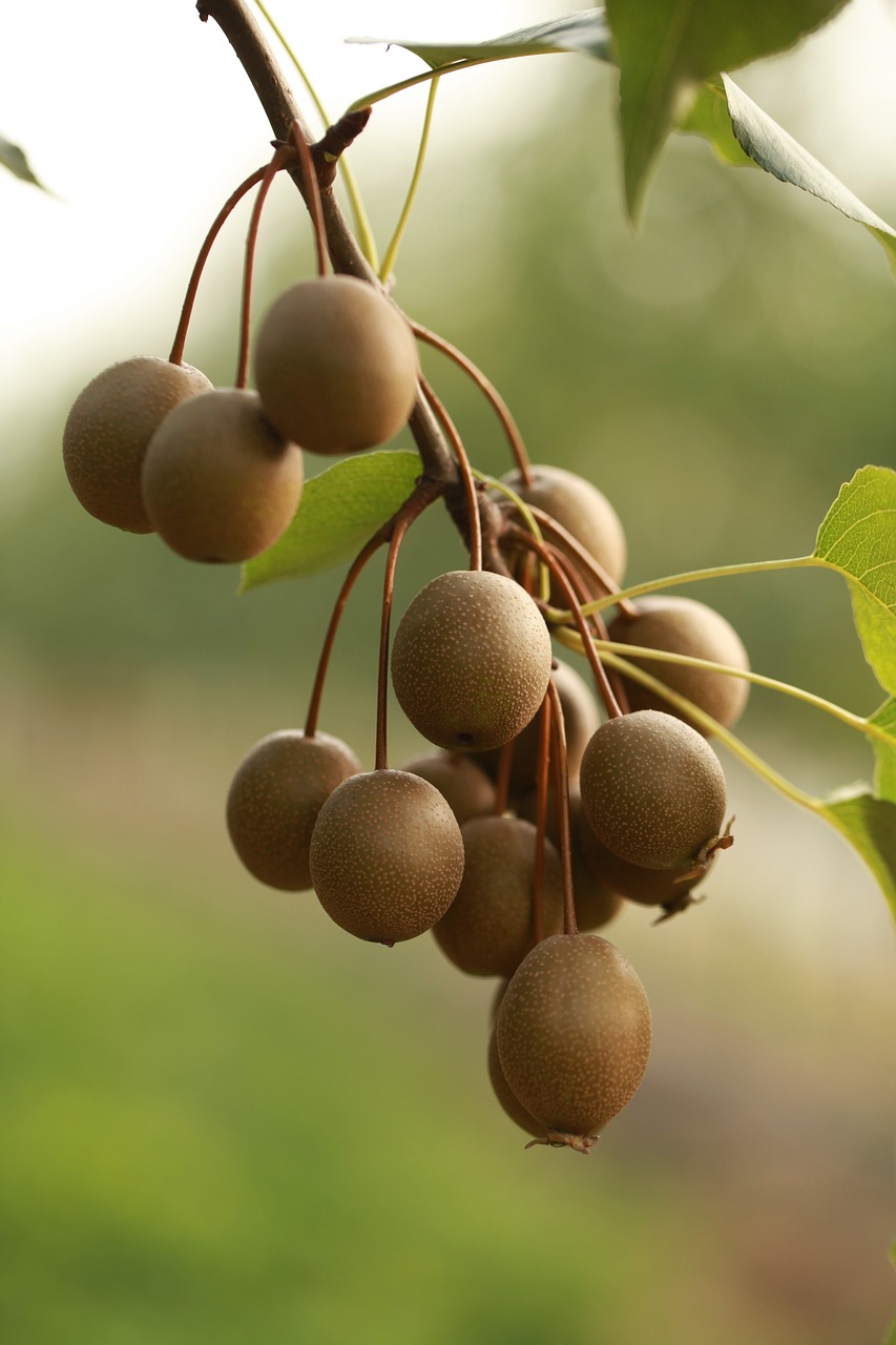 Image - pear fruit rootstock