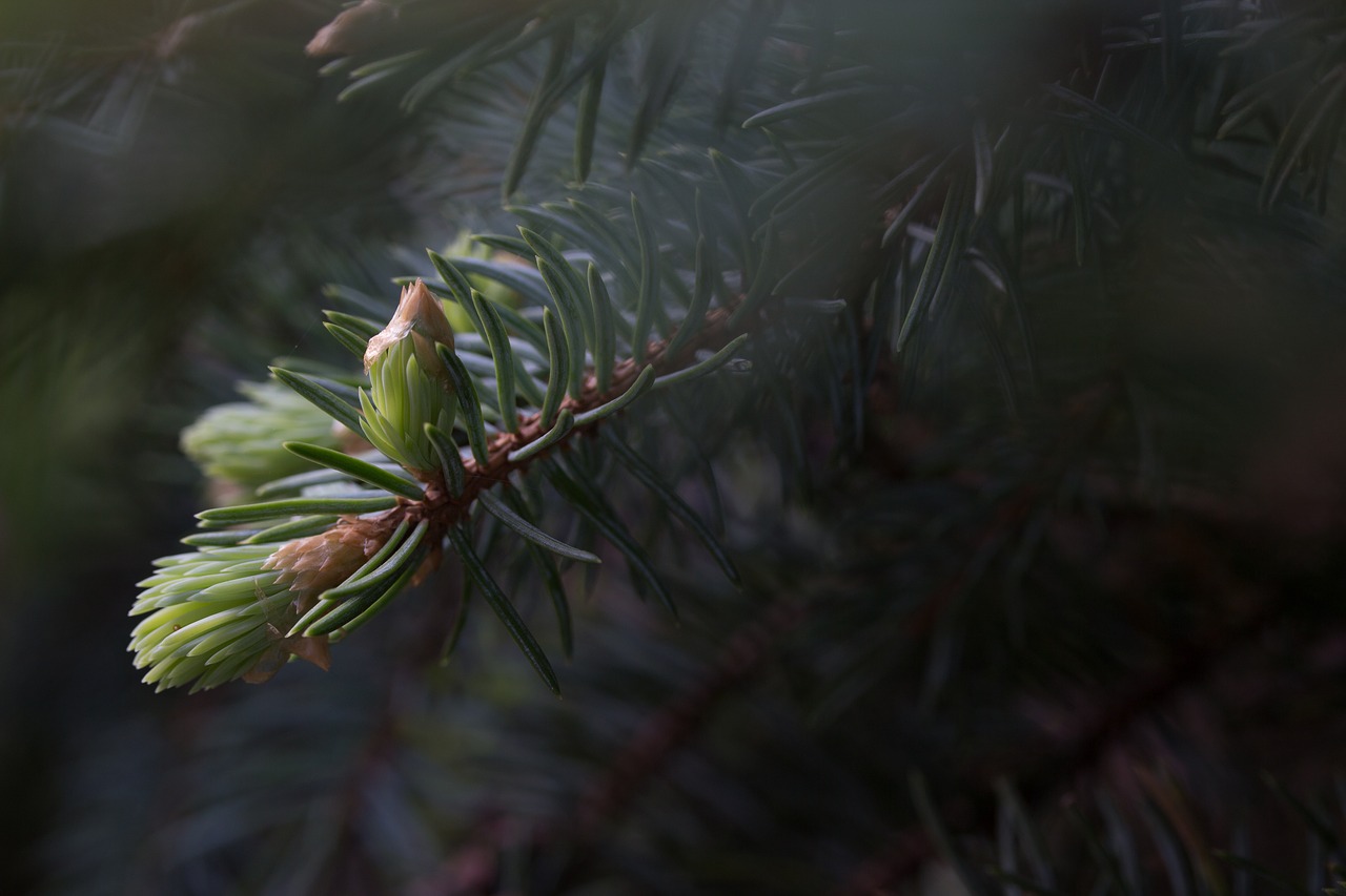 Image - forest dawn bud fog nature pine