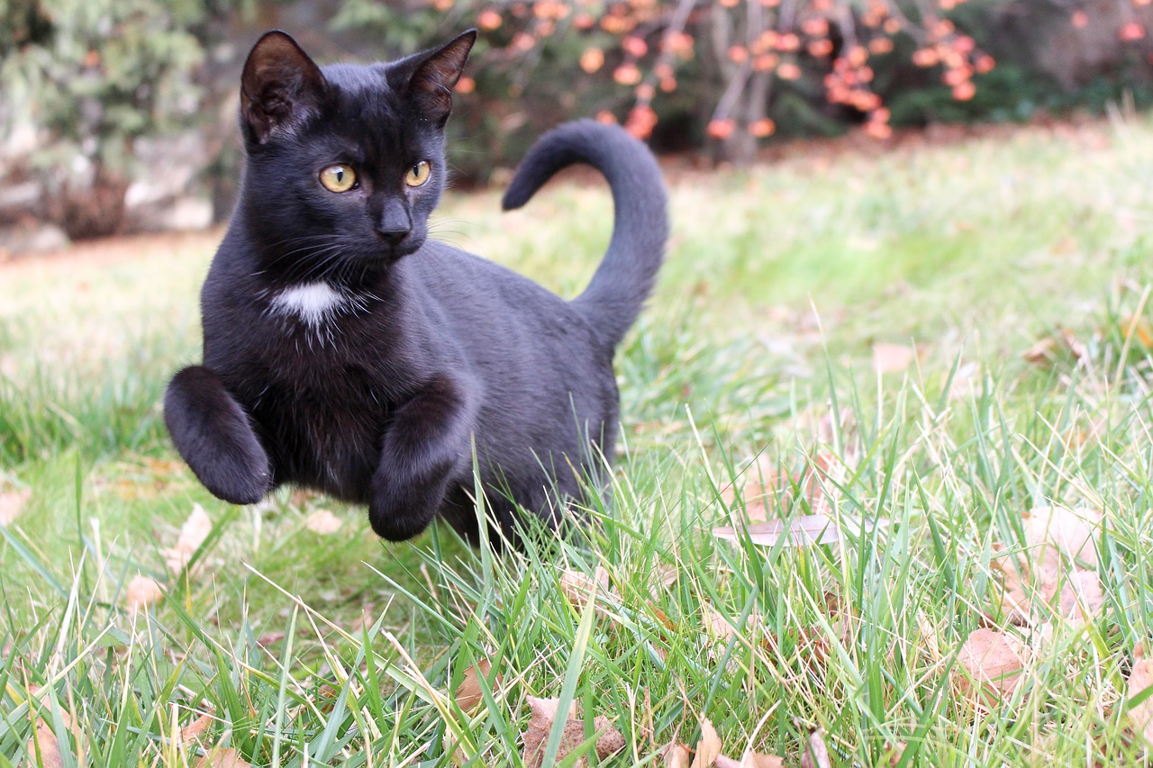 Image - black kitten cat ferrets