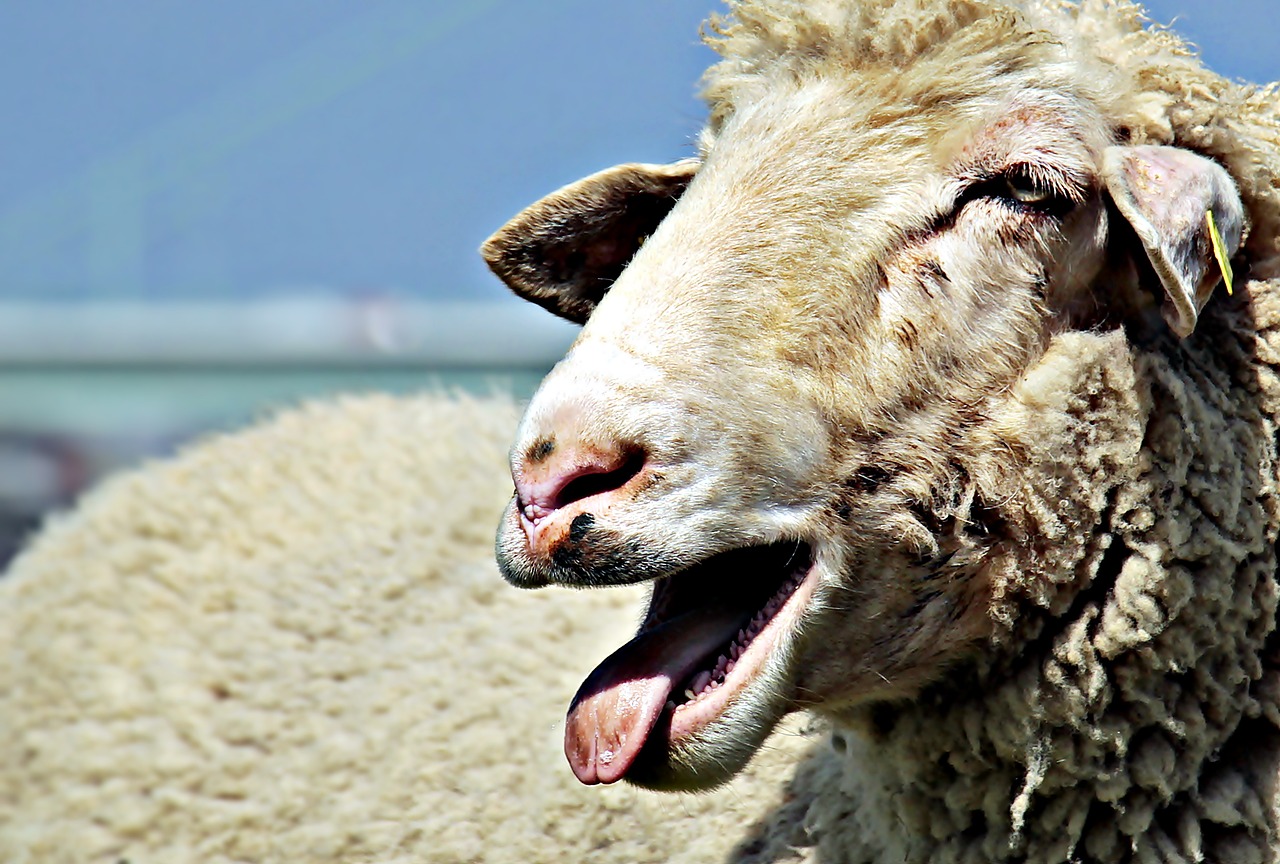 Image - sheep livestock animal wool