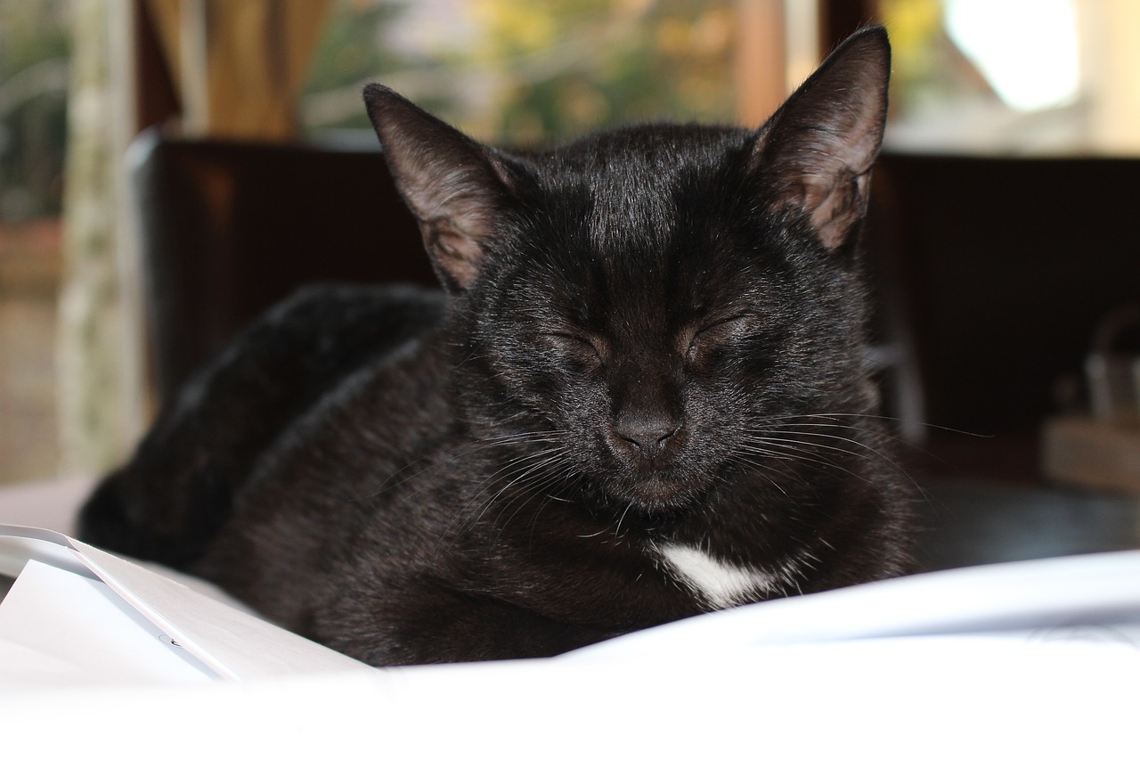 Image - black kitten cat sleep pets