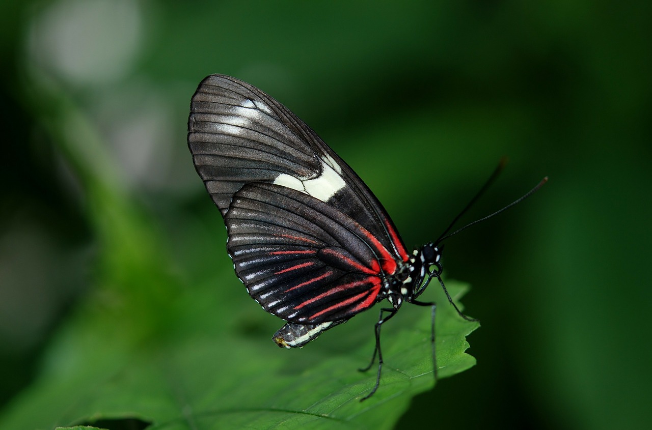 Image - papilio rumanzovia butterfly animal