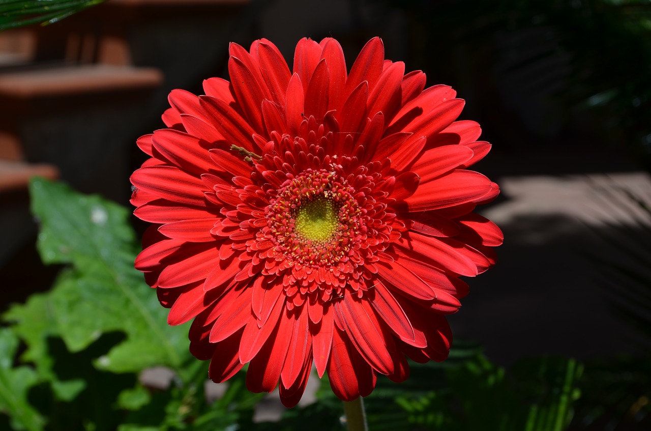 Image - flower red salento