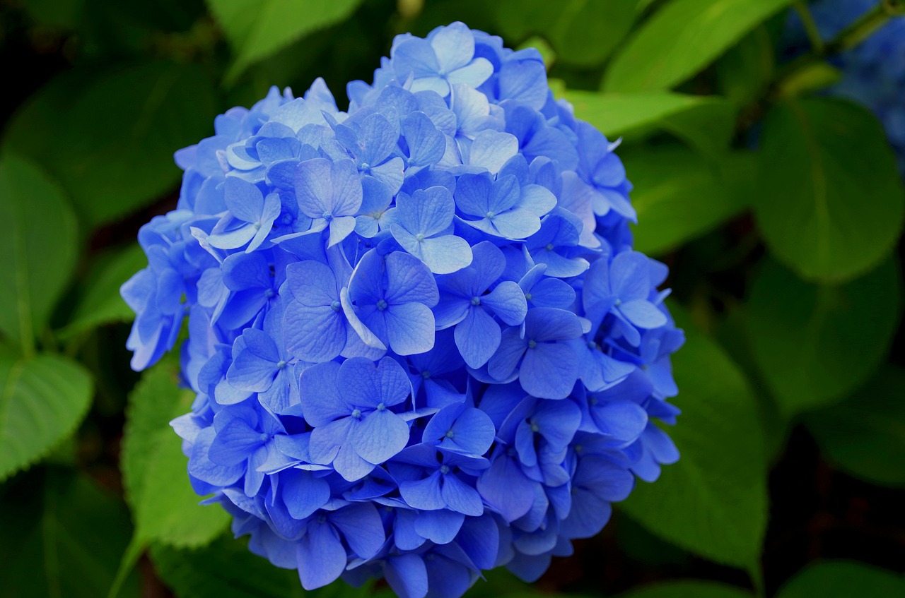 Image - hydrangea purple japan plant