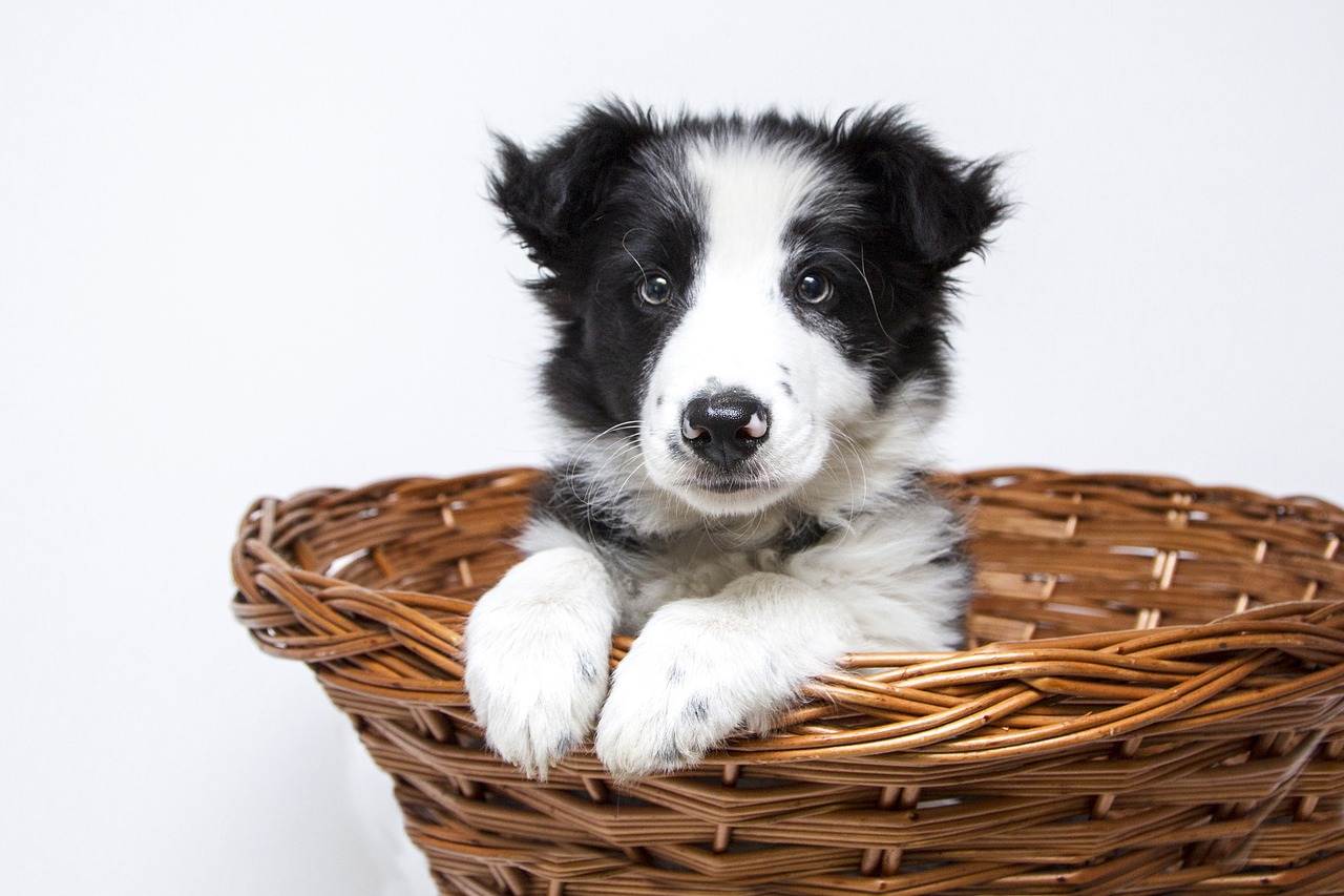 Image - puppy dogs collie cute pet sweet