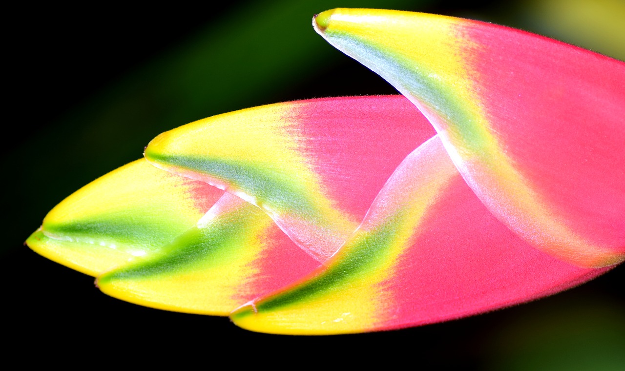 Image - heliconia wagneriana lobster scissors