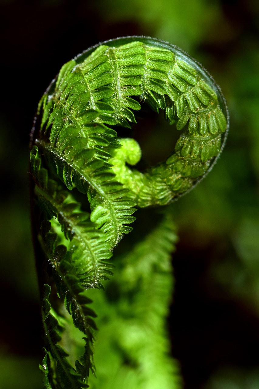 Image - fern green close plant forest