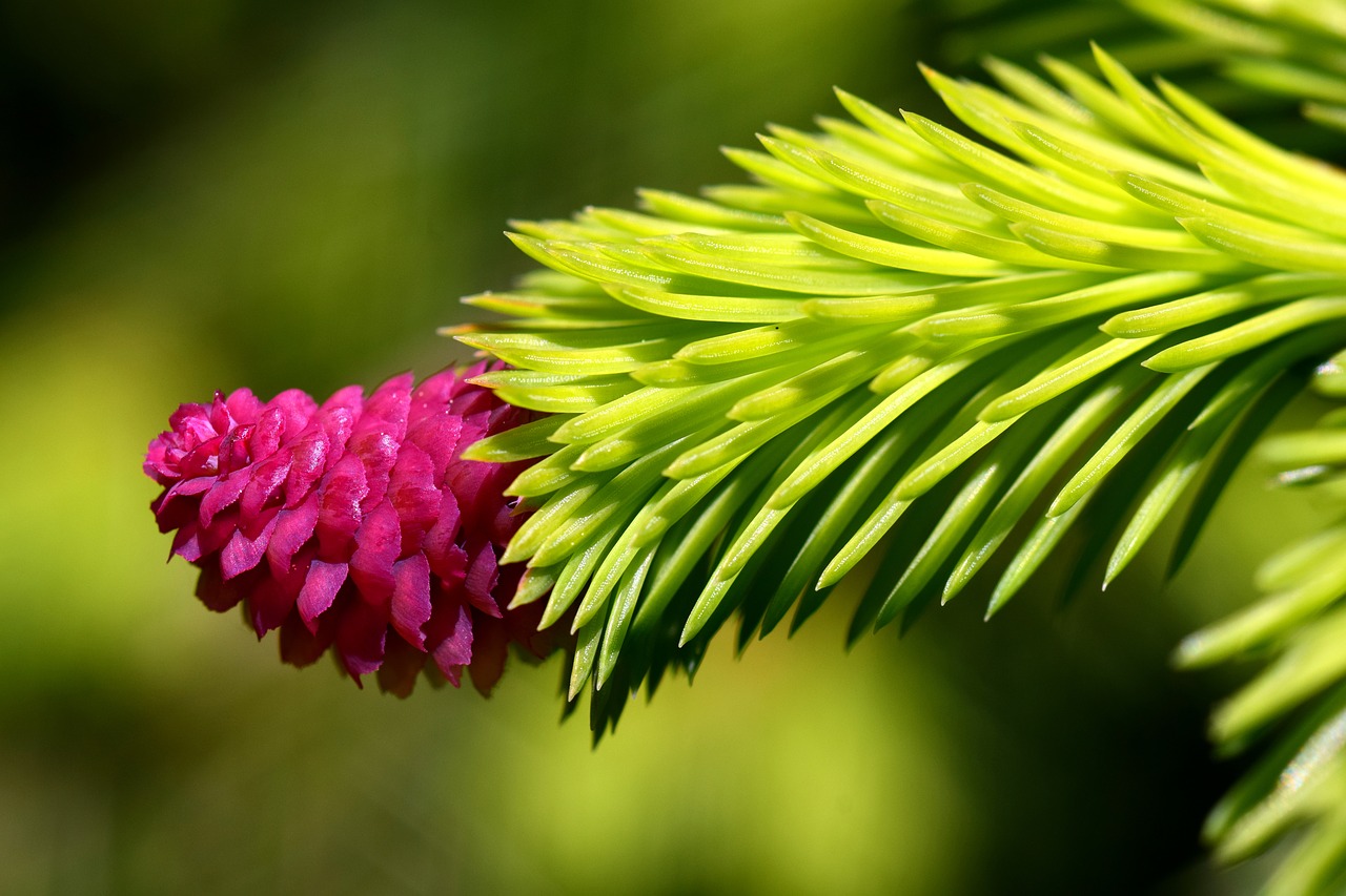 Image - spruce cones spruce tap young