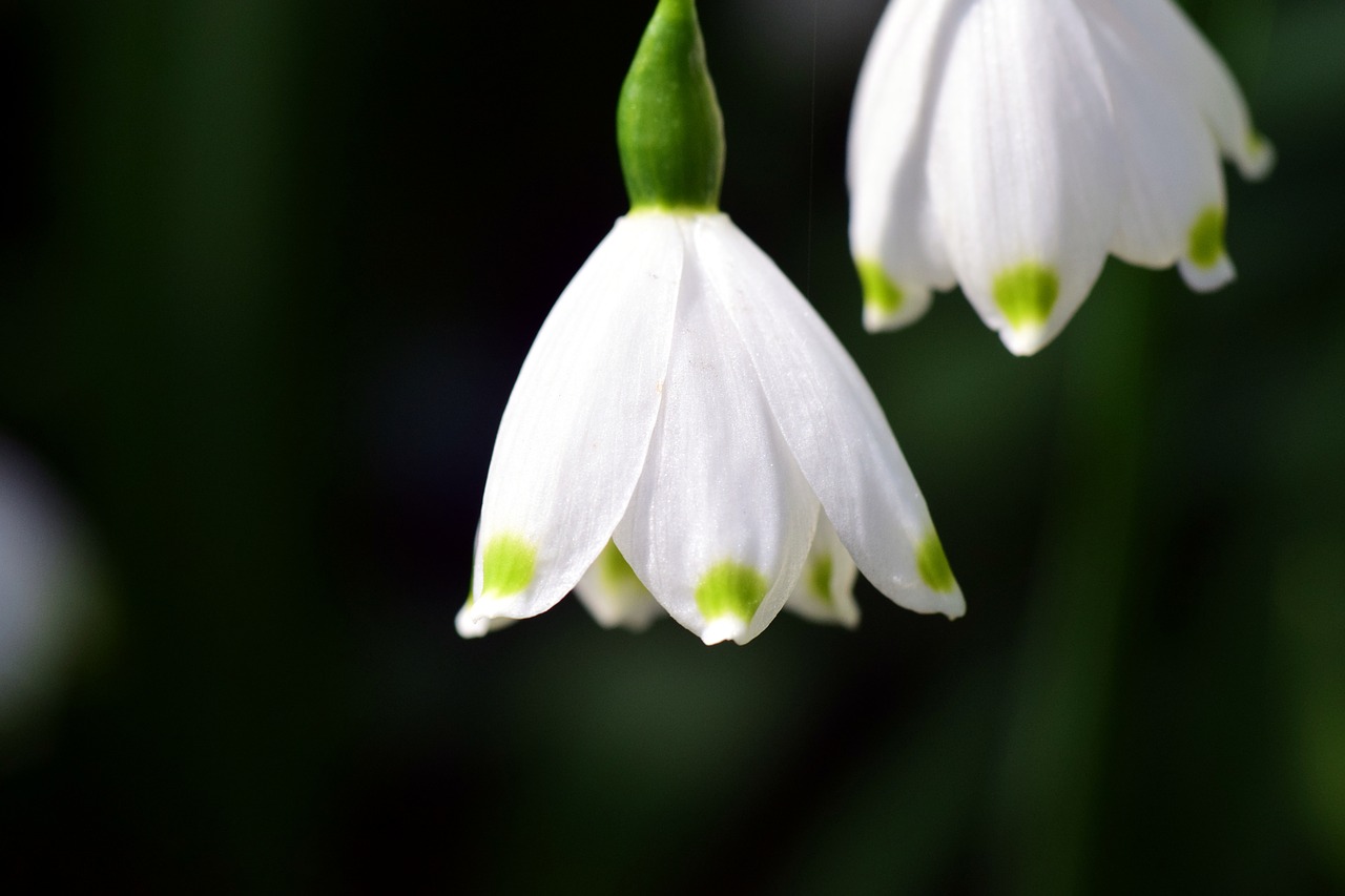 Image - leucojum vernum snowflake