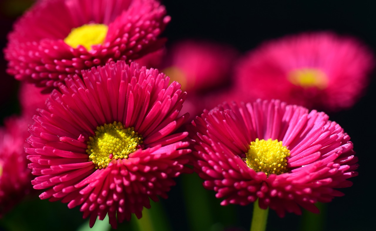 Image - daisy red flower blossom bloom