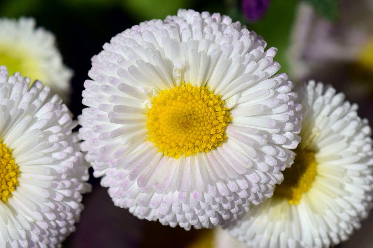 Image - daisy white flower blossom bloom