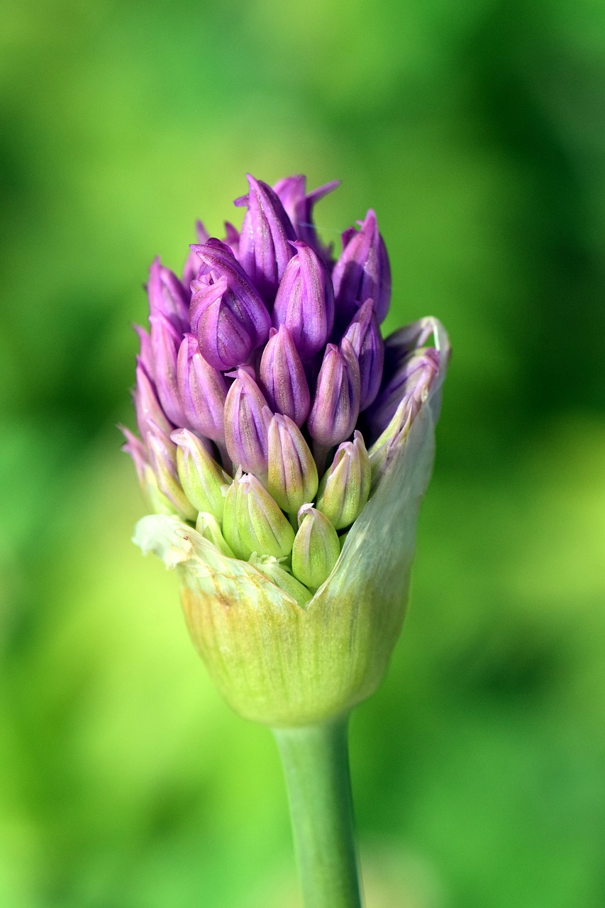 Image - leek ornamental onion blossom bloom