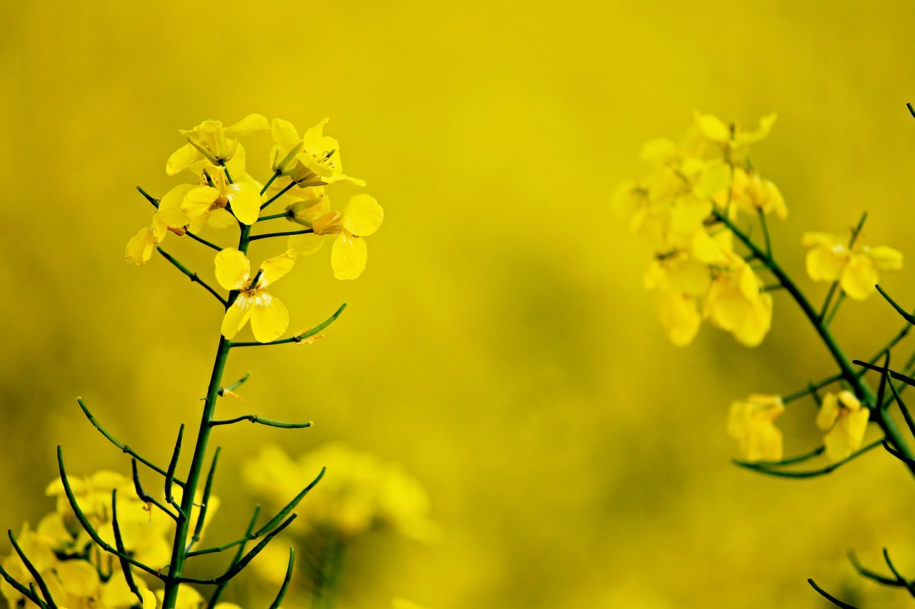 Image - rape blossom yellow oilseed rape