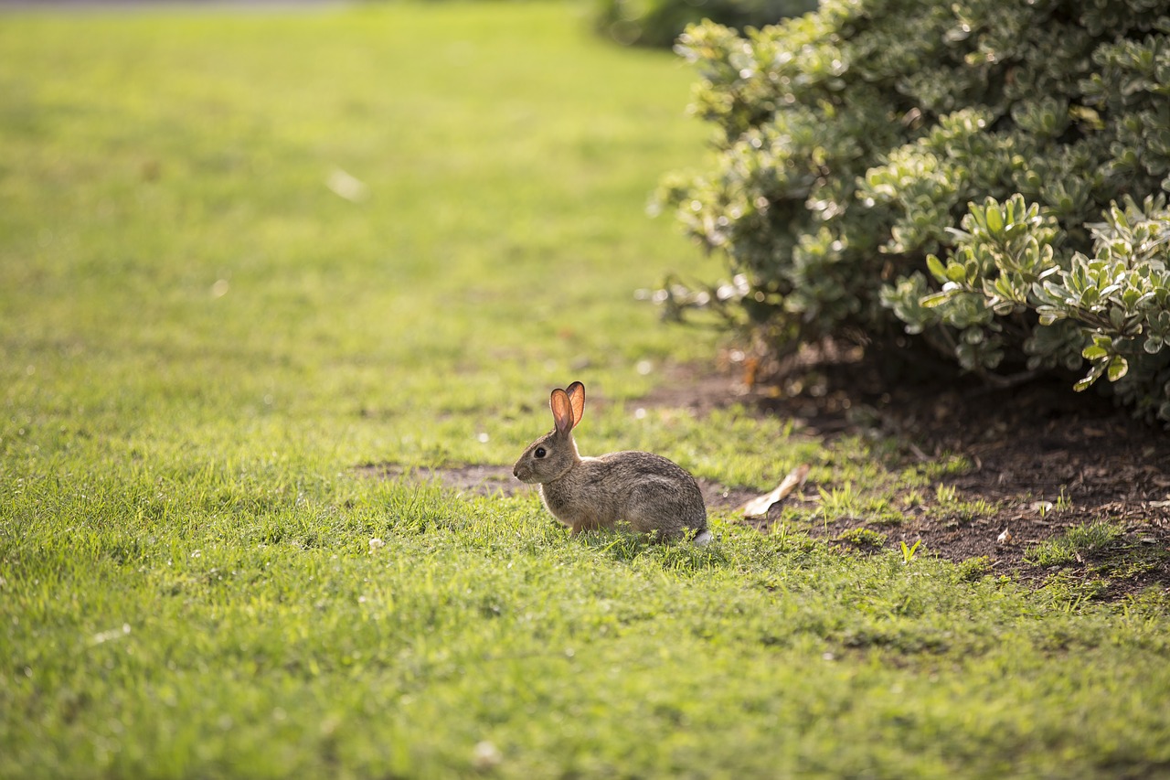 Image - animal bunny rabbit hare easter