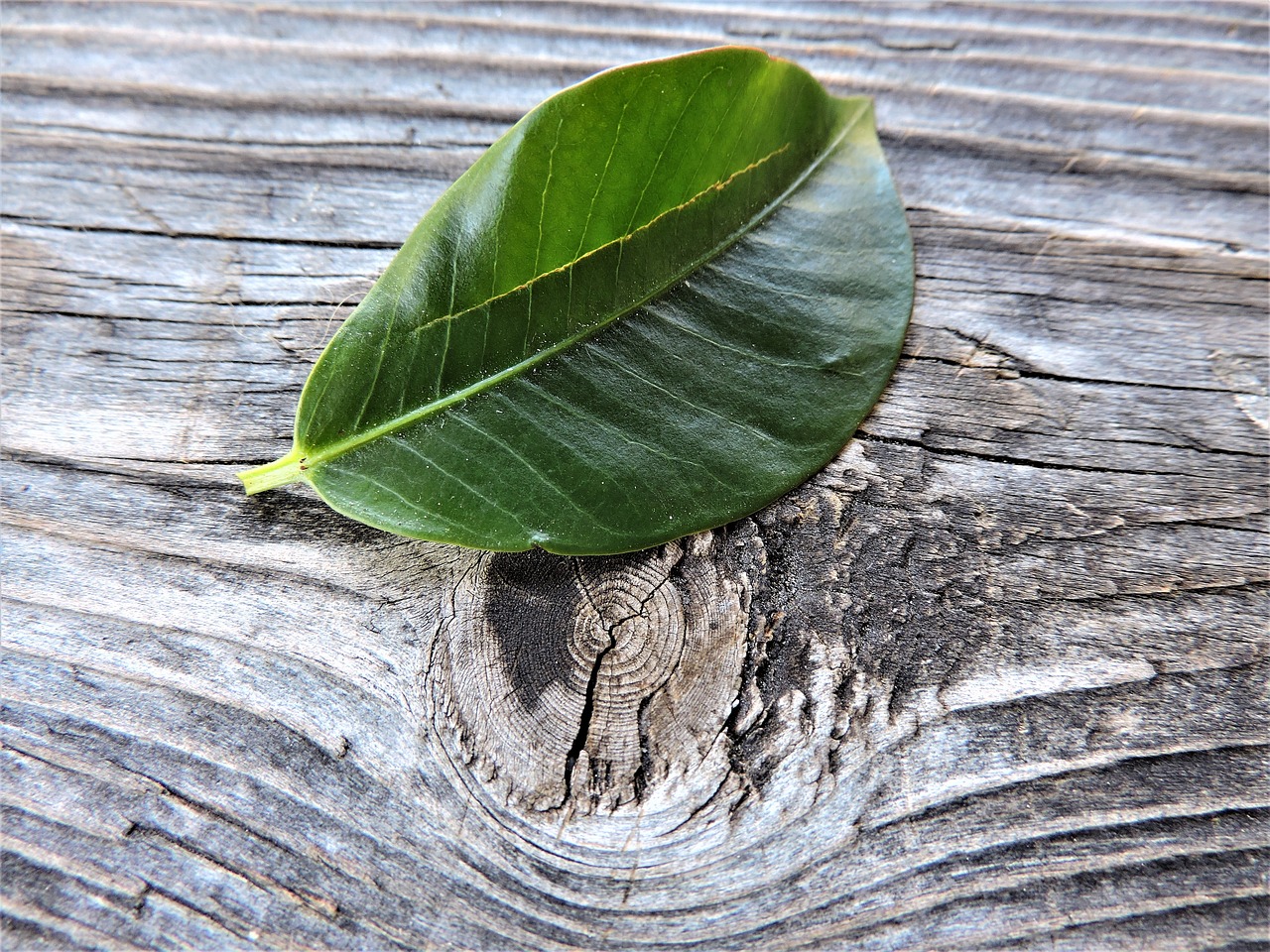 Image - leaf altholz macro