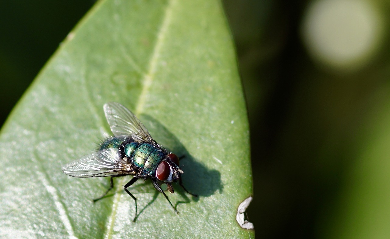 Image - fly leaf insect bluebottle