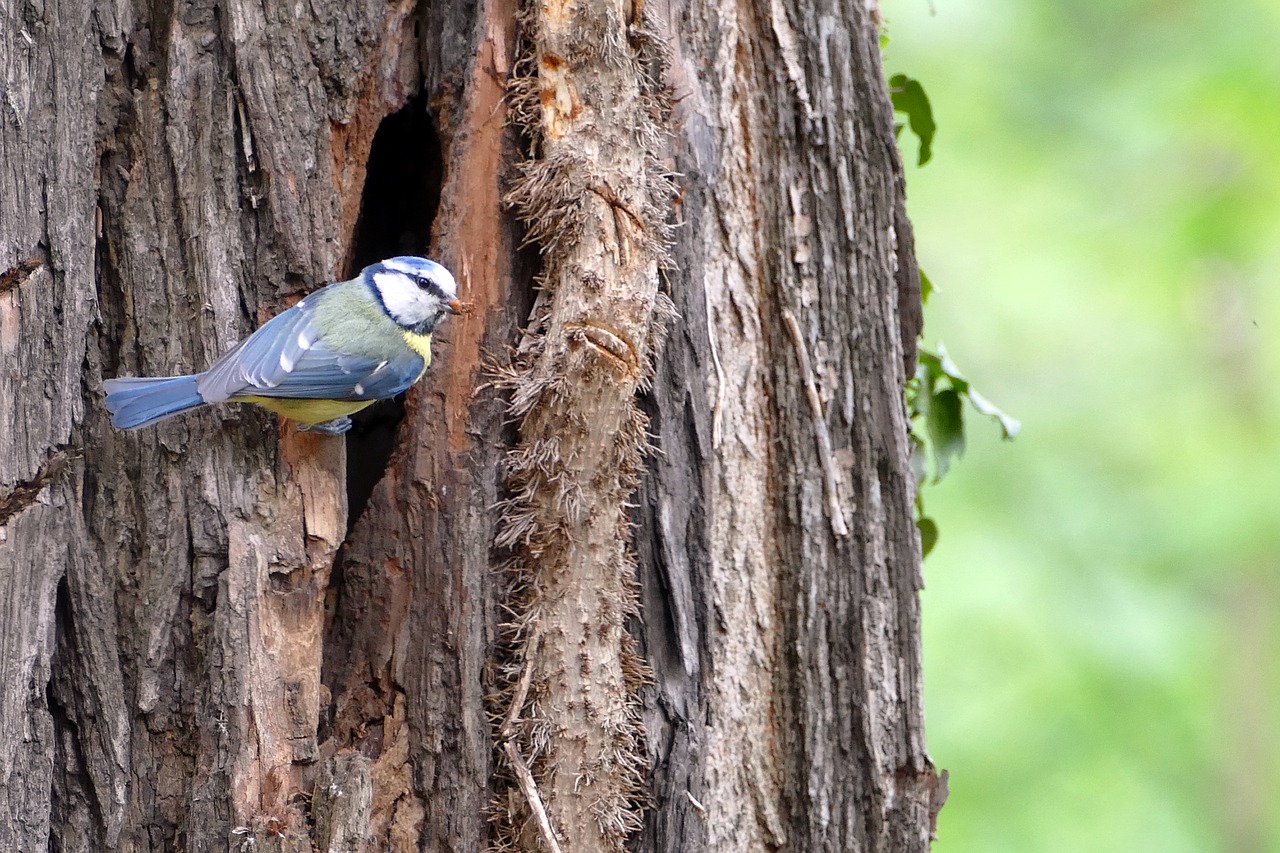 Image - blue tit bird nest hatching forest