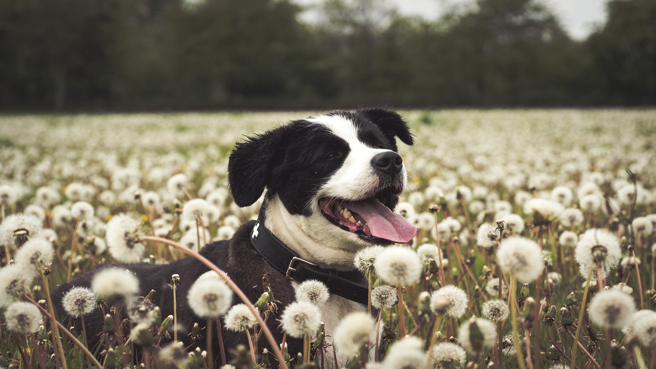 Image - dog field animal hundeportrait