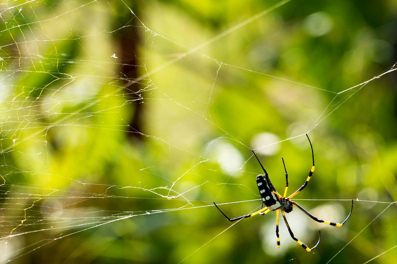 Image - spider network cobweb close nature