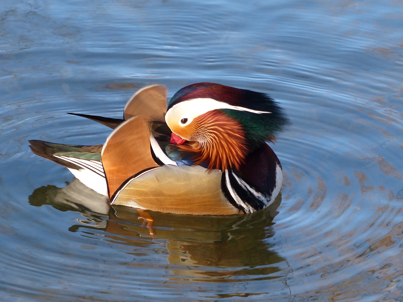 Image - mandarin ducks aix galericulata