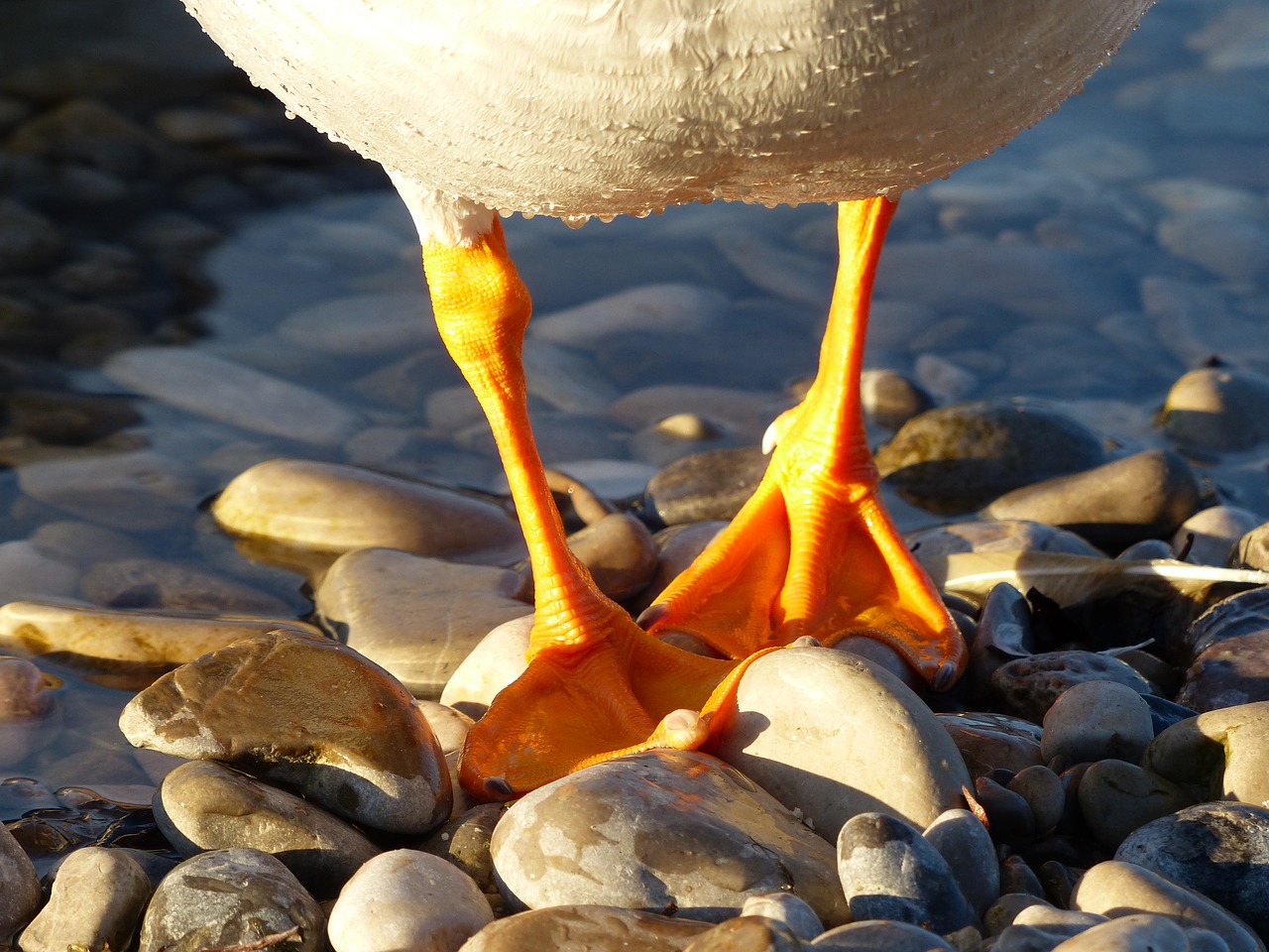 Image - duck duck feet feet orange stones