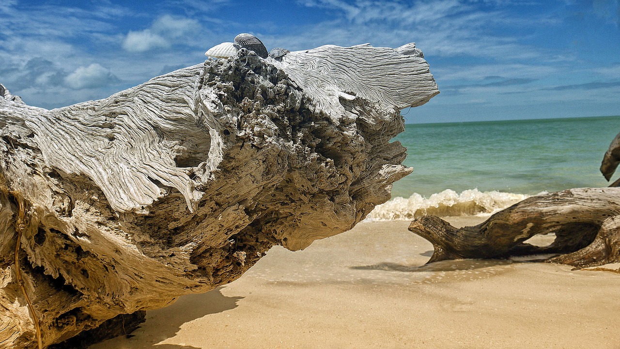 Image - florida beach sea gulf ocean