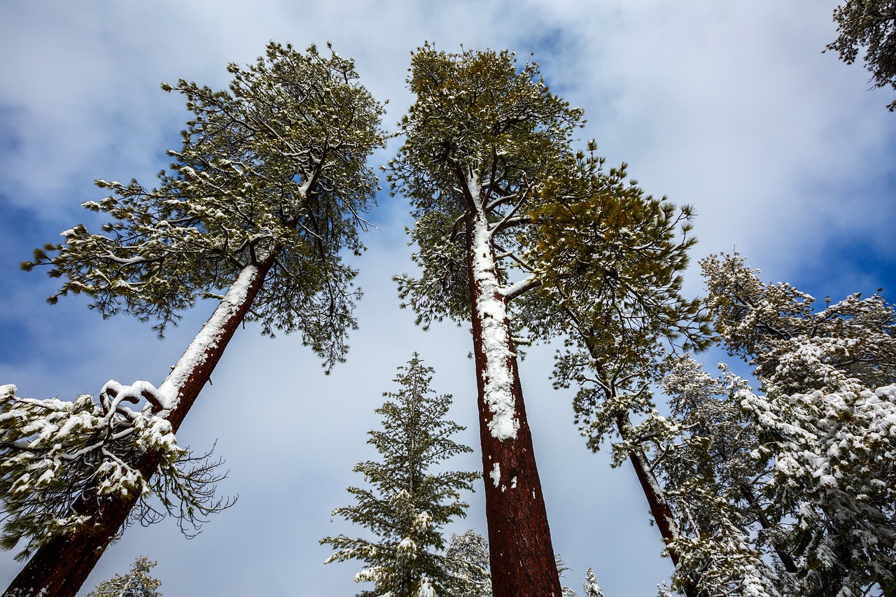 Image - redwood tree winter snow nature