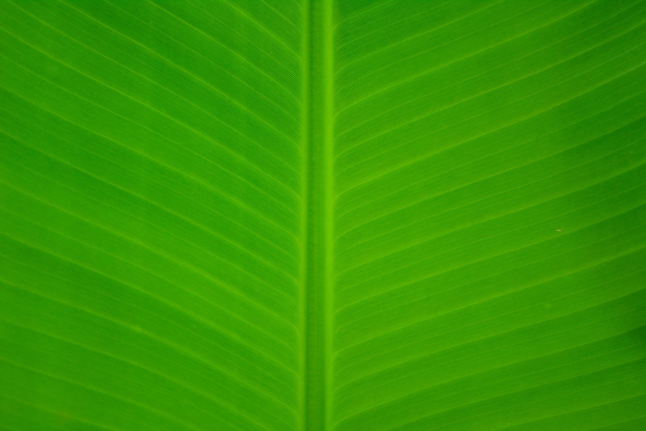 Image - banana leave green nature leaf