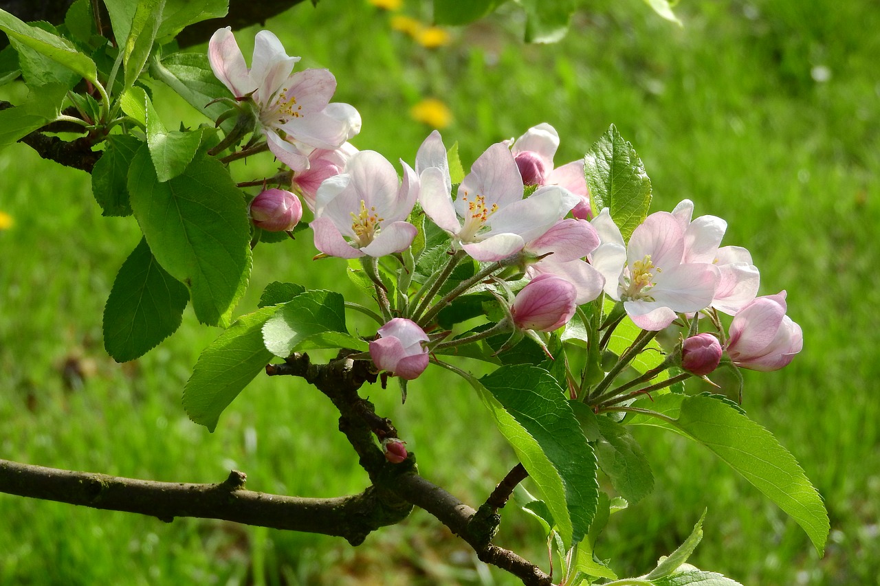 Image - apple blossom apple tree