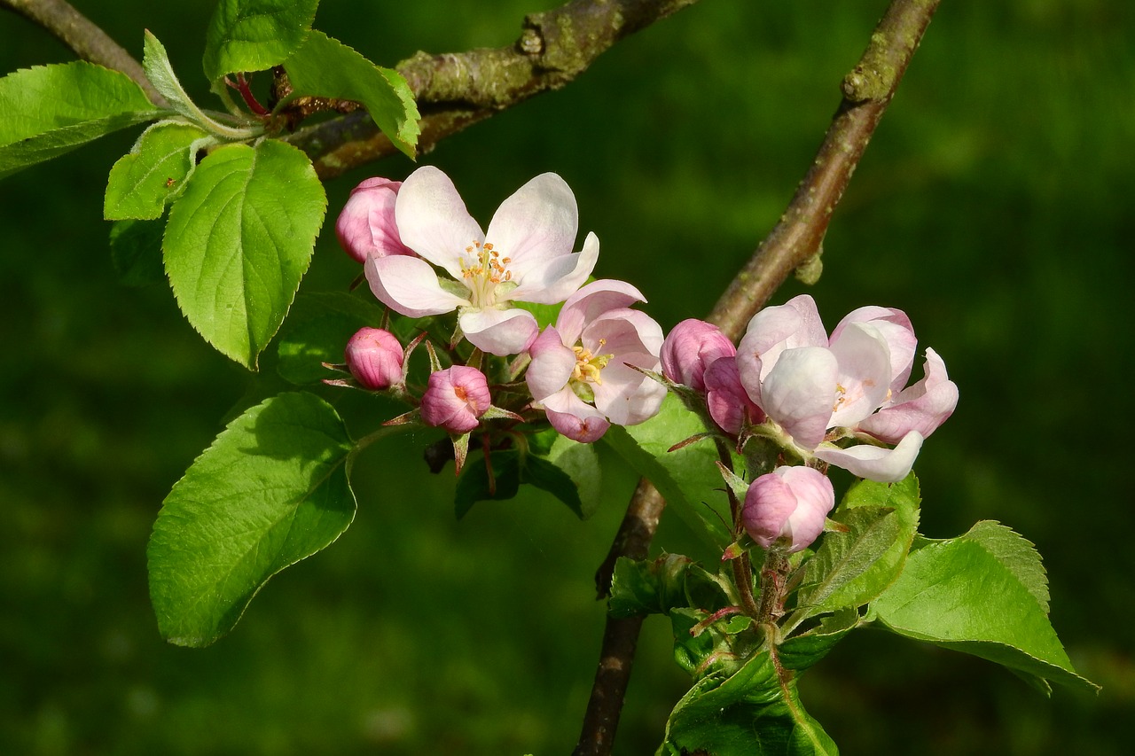 Image - apple blossom apple tree