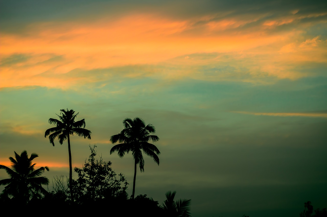 Image - sunset palm trees coconuts skies