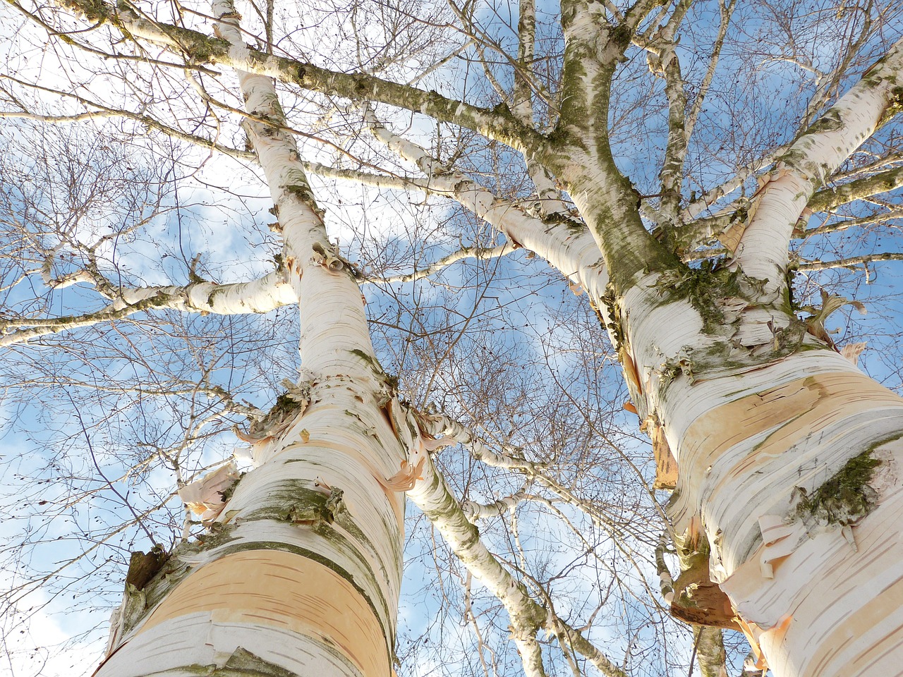 Image - birch bark white tree bark skyward