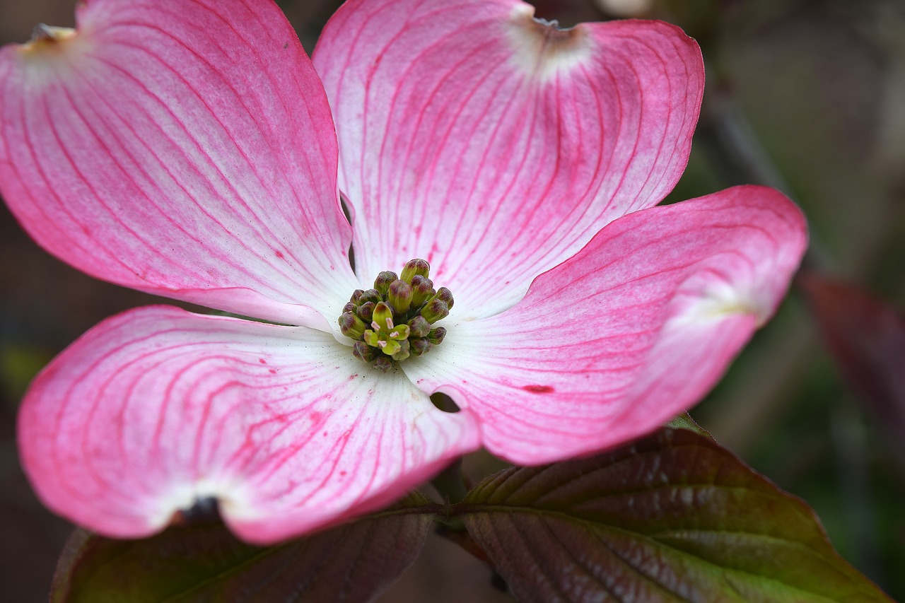 Image - cornus dogwood flower bloom pink