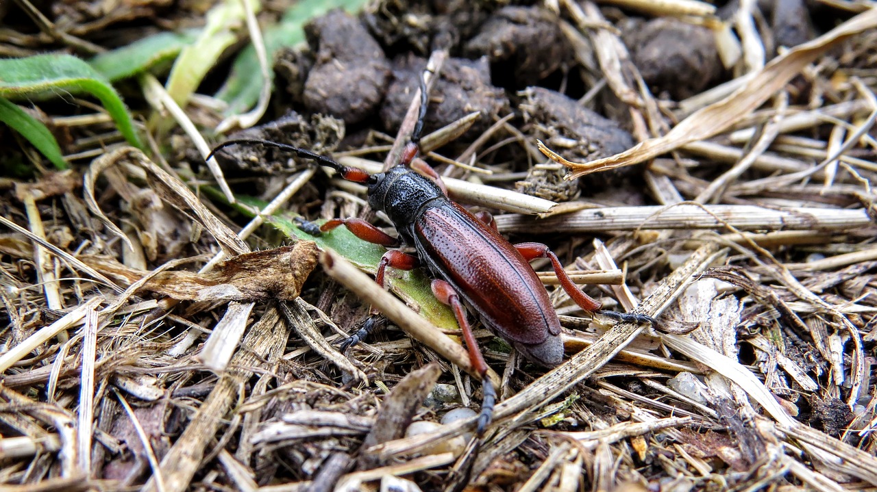 Image - cincér macro nature insect