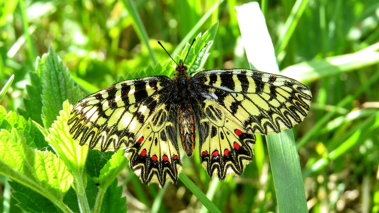 Image - butterfly macro nature insect