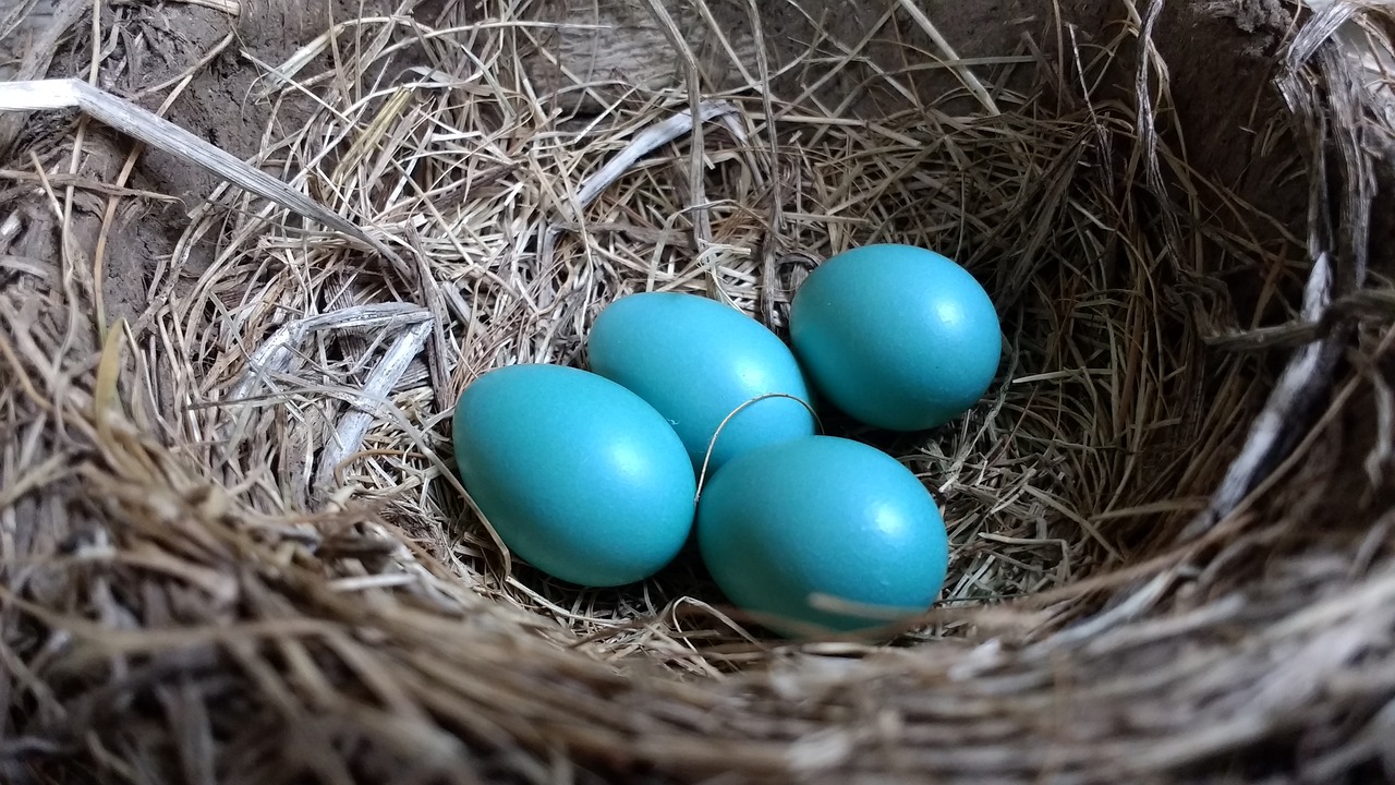 Image - robin robin eggs nest four