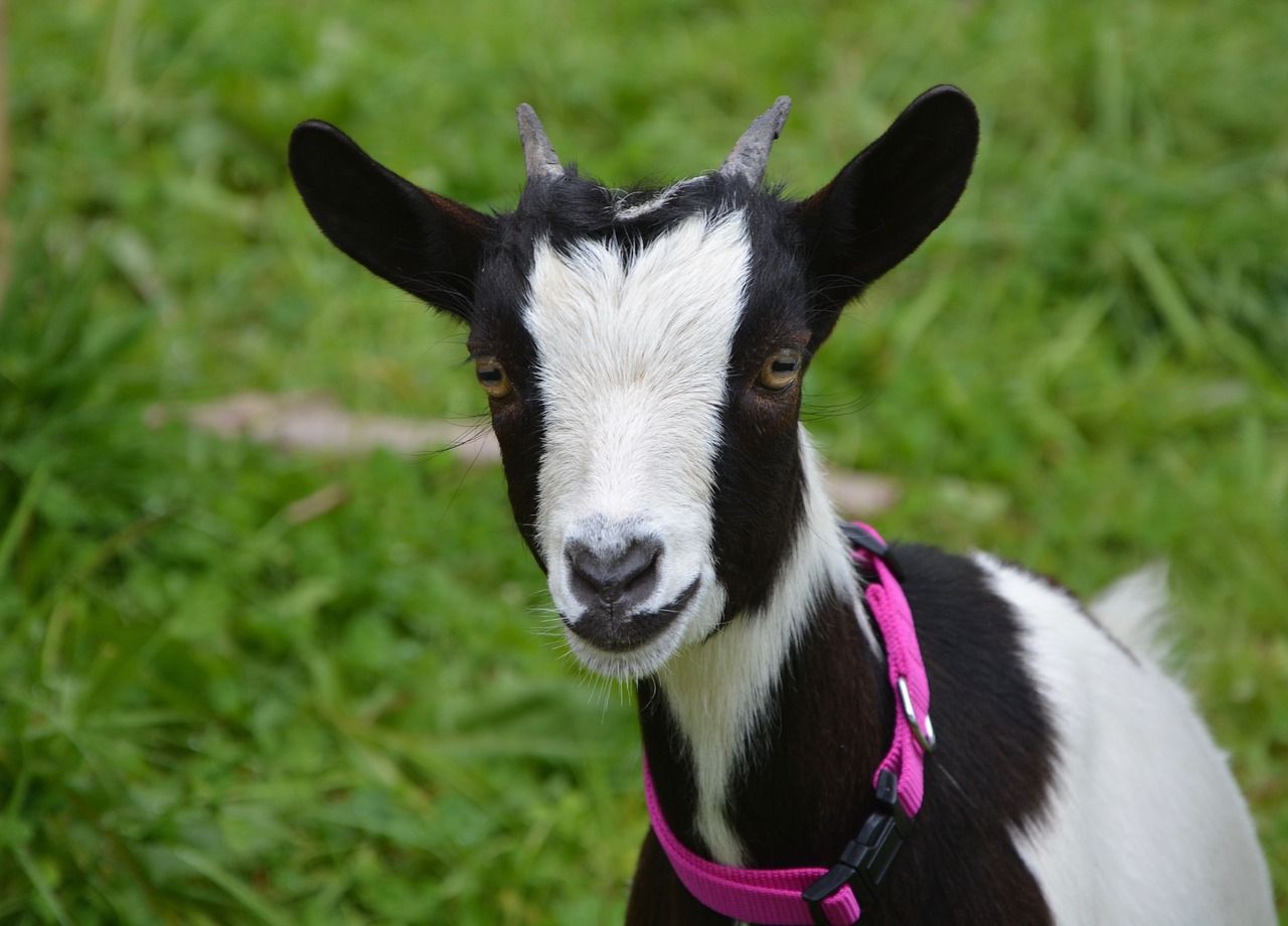 Image - goat black white female dwarf