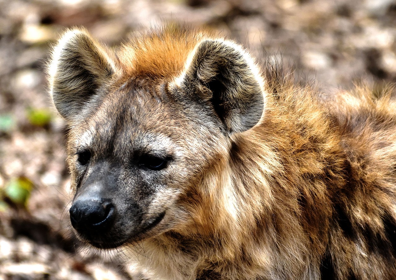 Image - hyena spotted hyena scavenger