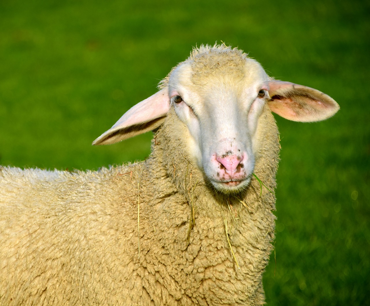 Image - sheep white animal wool livestock