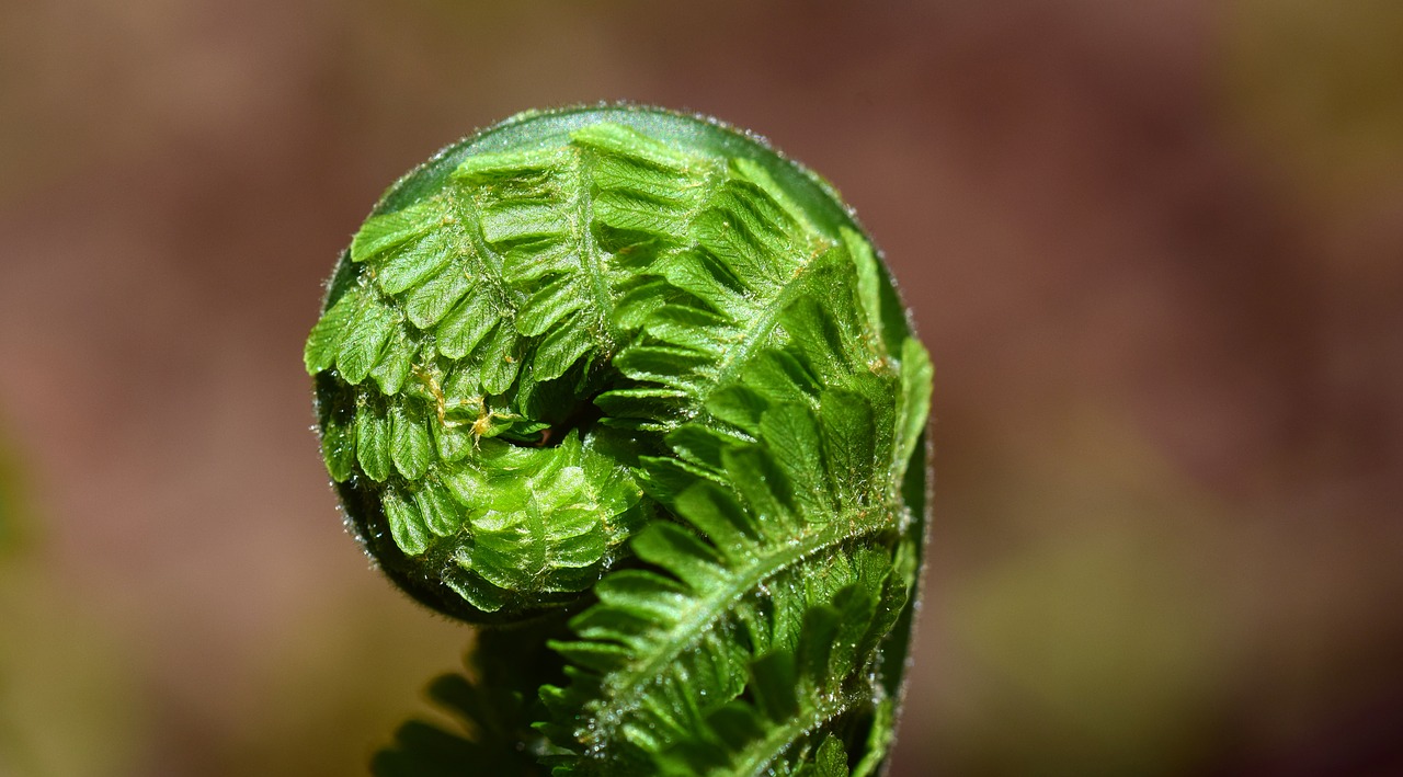 Image - fern green plant nature forest