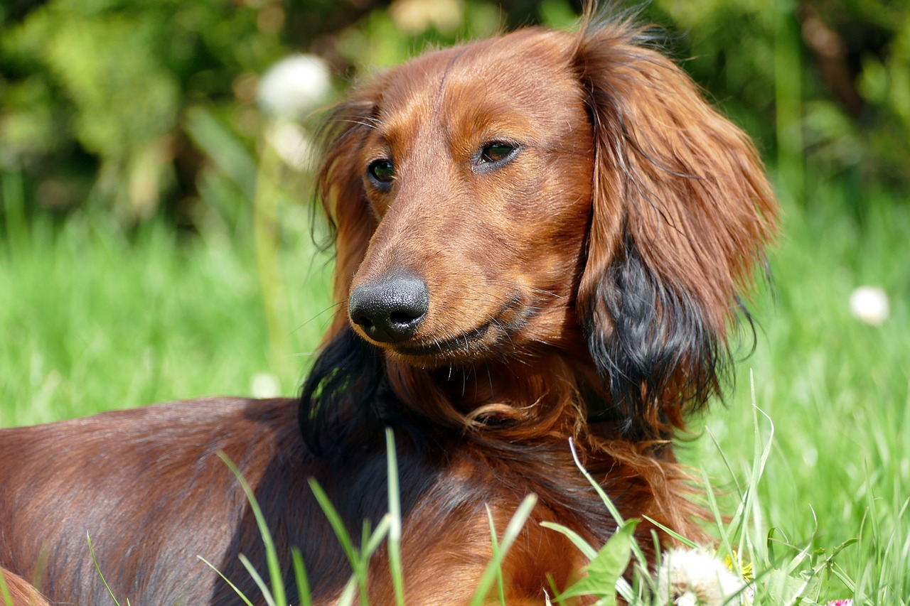 Image - dachshund dachshund dog portrait