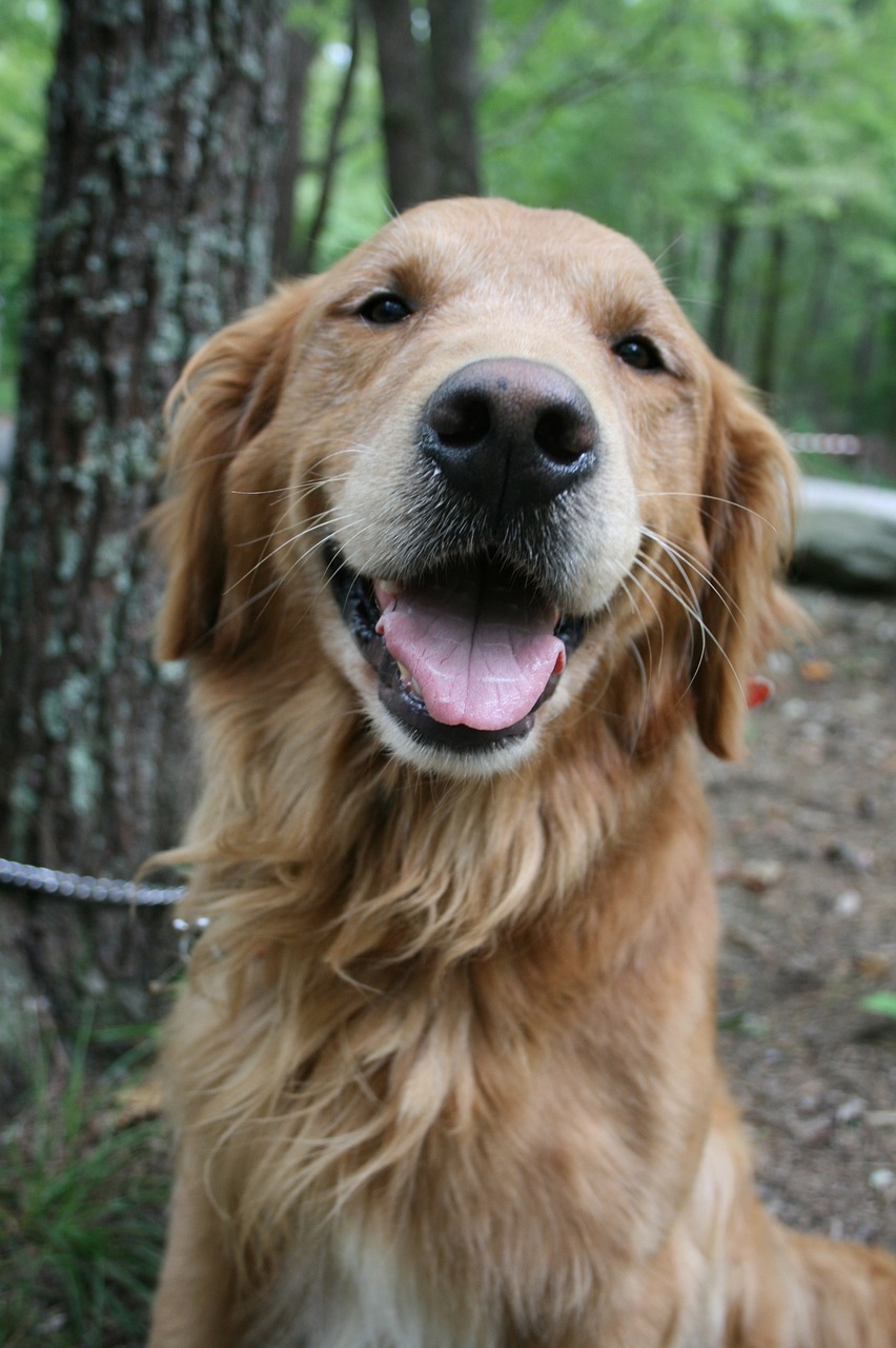 Image - dog golden retriever labrador lab