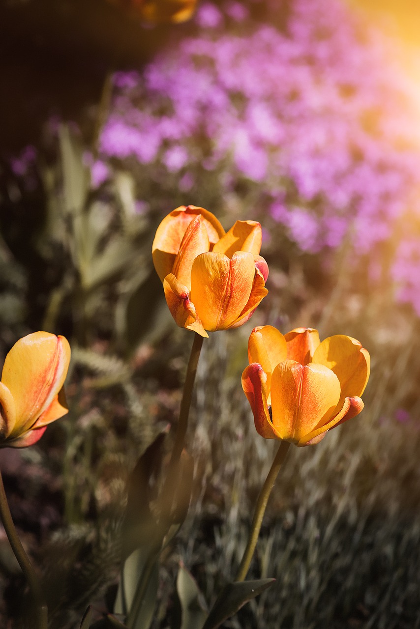 Image - tulips flowers orange orange yellow